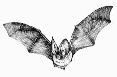 Chauve-souris